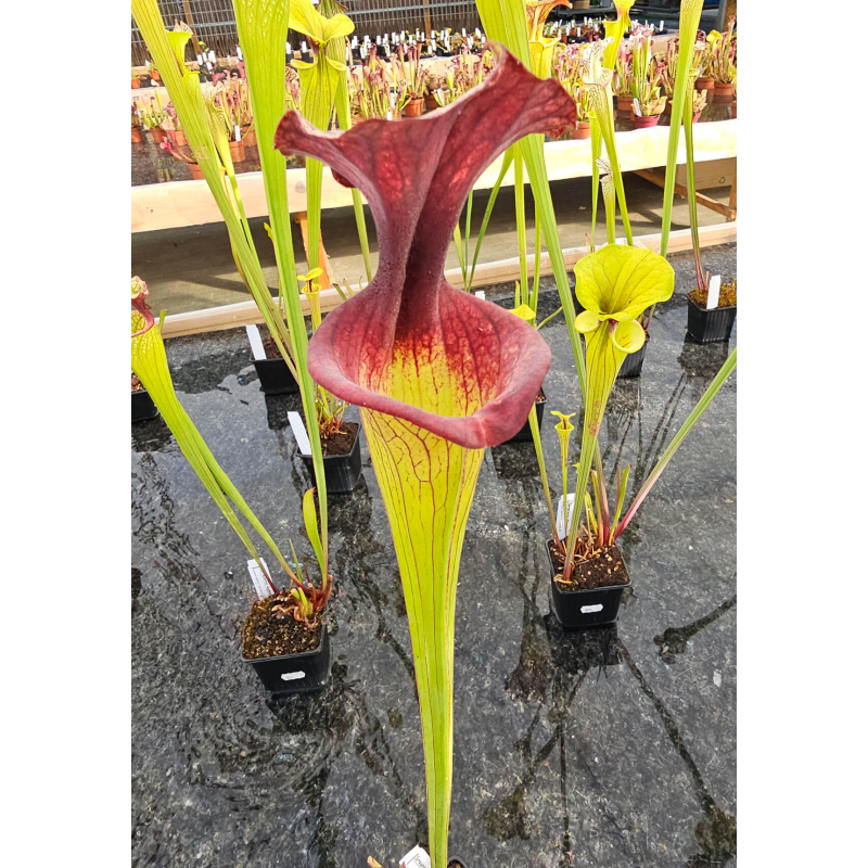 SF010 S. flava var. ornata -- solid red throat (MK F88) x SXM31 S.x Moorei -- “adrian slack”-Hybrides Cédric Carnivore's