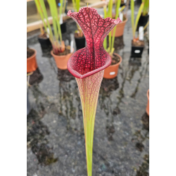SA17 S. alata -- Black tube,Pubescent,Desoto,Clone 3,W,(AH)(A28,MK) x SFRB28 S. flava var. rubricorpora -- Apalachicola-Hybrides Cédric Carnivore's