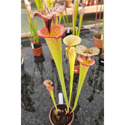 SFO10 S. flava var. ornata -- solid red throat x SXM31 S.x Moorei -- `Adrian Slack’-Hybrides Cédric Carnivore's
