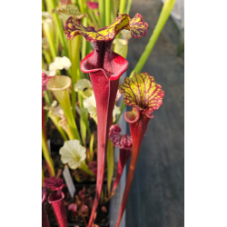 SFRB32 S. flava var. rubricorpora -- Red form, N.Carolina,W,(AF), (F89 MK) x SXM75 S.x moorei "Praetorian Guard"-Hybrides Cédric Carnivore's