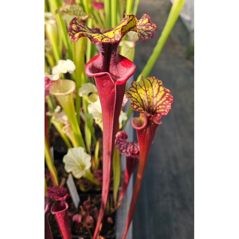 SXM47 S.x Moorei -- (leucophylla "purple lips" x flava cuprea) x SXM64 Sarracenia x Moorei -- 'Helen Mary' clb-Hybrides Cédric Carnivore's