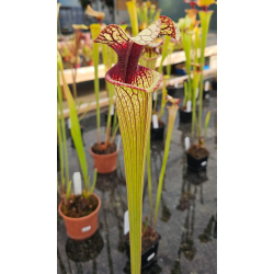 S.x Moorei -- W FL, S. flava var. rugelii x leucophylla (H31,Mike king) x SXM01 S.x Moorei -- `Leah Wilkerson’-Hybrides Cédric Carnivore's