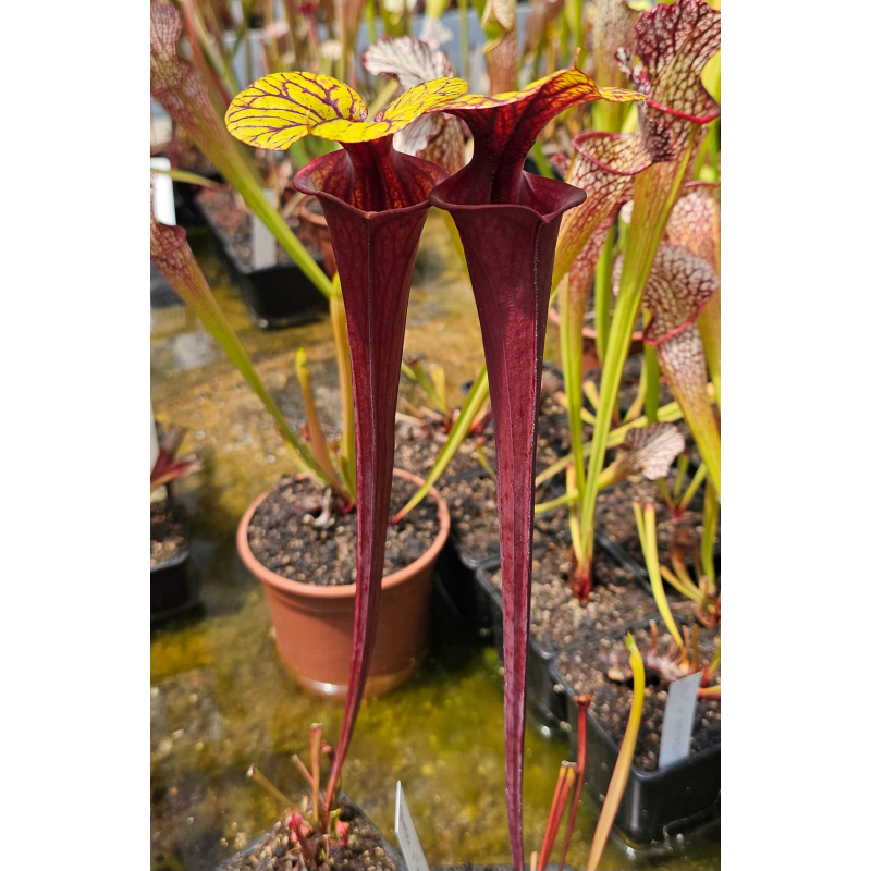 SFRB32 S. flava var. rubricorpora -- Red form, N.Carolina,W,(AF), (F89 MK) x SXM75 S.x moorei "Praetorian Guard" clc-Hybrides Cédric Carnivore's