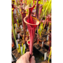 Sarracenia flava var rubricorpora 'lidless'-Miscellaneous