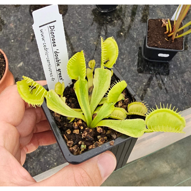 D. muscipula "double green"-Dionaea