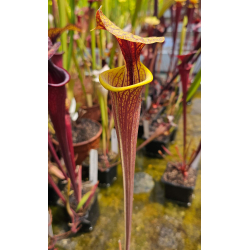 S. flava var. rubricorpora -- 'claret' self-Miscellaneous