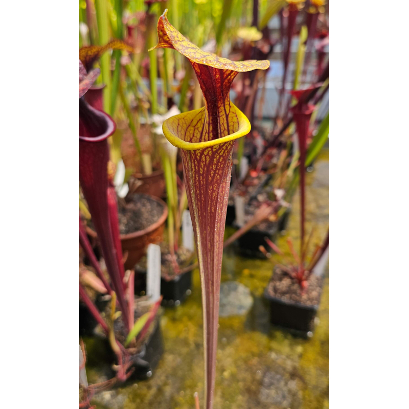 S. flava var. rubricorpora -- 'claret' self-Miscellaneous