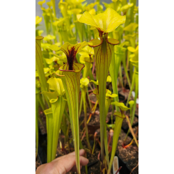 Sarracenia flava var. flava – Red lip & throat, finely veined (ipF19)-var. flava