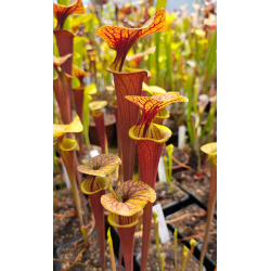 SFX18c Sarracenia flava -- all red x SFC02 S. flava var. cuprea -- heavy veined-Miscellaneous