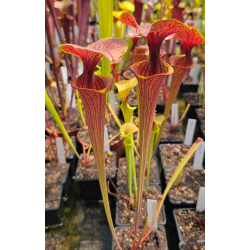 S. flava var. atropurpurea -- `Kimber Red Ruffles’ (DC)(F195,MK) x flava var. ornata — haevy veined Potterton and Martin-Miscellaneous