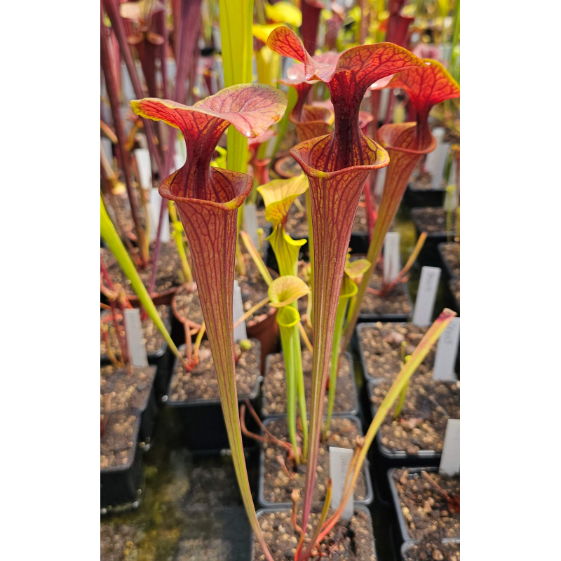 S. flava var. atropurpurea -- `Kimber Red Ruffles’ (DC)(F195,MK) x flava var. ornata — haevy veined Potterton and Martin-Miscellaneous