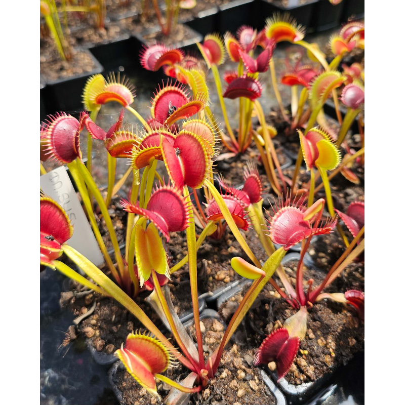 Dionaea 'SL 15', piranha teeth-Dionaea