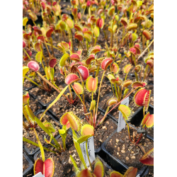 Dionaea 'titan'-Dionaea