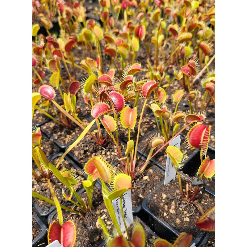 Dionaea ''spider''-Dionaea