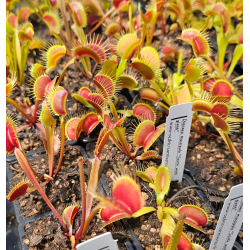 Dionaea 'spotty'-Dionaea