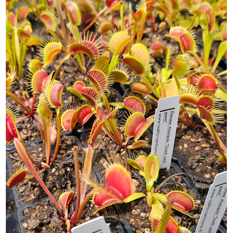 Dionaea southwest giant-Dionaea