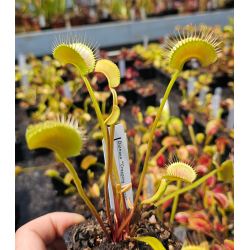 Dionaea 'spotty'-Dionaea