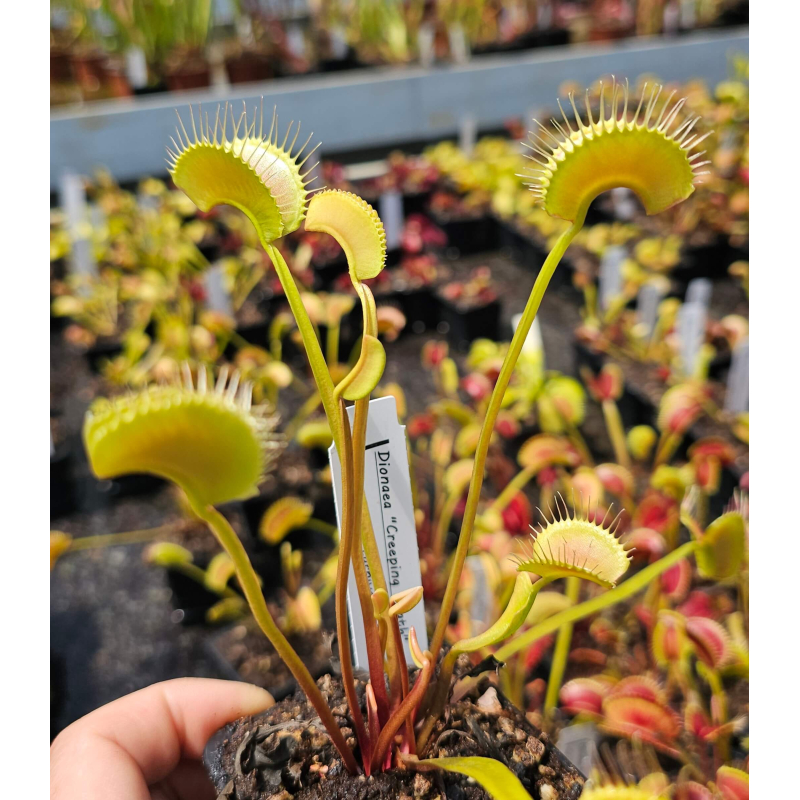 Dionaea 'creeping death'-Dionaea