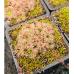 Drosera dichrosepala-Drosera pygmées