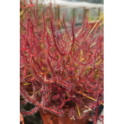 Drosera slackii-Drosera tropicaux et subtropicaux
