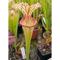 Sarracenia flava var. cuprea -- very large form, Phil Sheridan x SXM31 S.x Moorei -- `Adrian Slack'-Hybrides Cédric Carnivore's