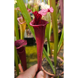 SL61 S. leucophylla -- red stripe throat cl1 x (SFX03 S. Flava var. rubricorpora x S. Flava var. atropurpurea)-Hybrides Cédric Carnivore's