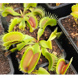 Dionaea 'titan'-Dionaea