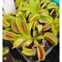 Dionaea 'coq couché'-Dionaea