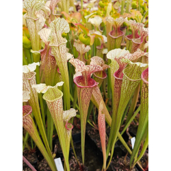 S. hybride 'mic'-Sarracenia hybrides