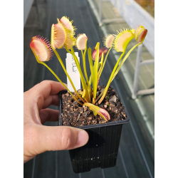 Dionaea 'ghost'-Dionaea