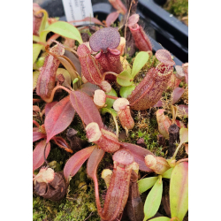 Nepenthes ‘Helen’ – selected cultivar: BE-4528-Nepenthes d'altitude