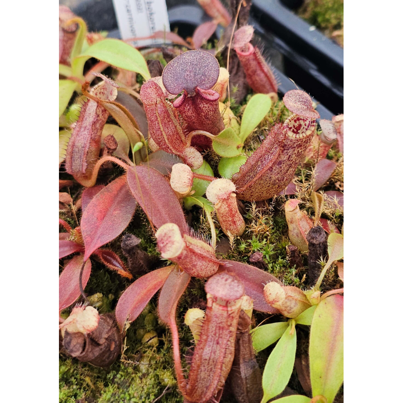 Nepenthes bokorensis x mollis seedling-Nepenthes d'altitude