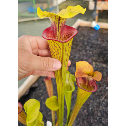Sarracenia oreophila -- Uk.Southeast London/Kent, (O1,Bauer)-Sarracenia oreophila