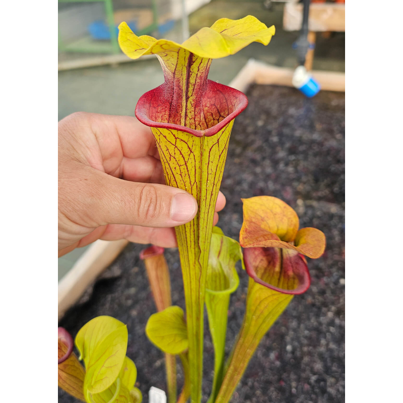 Sarracenia oreophila -- Narrow Phyllodia-Sarracenia oreophila