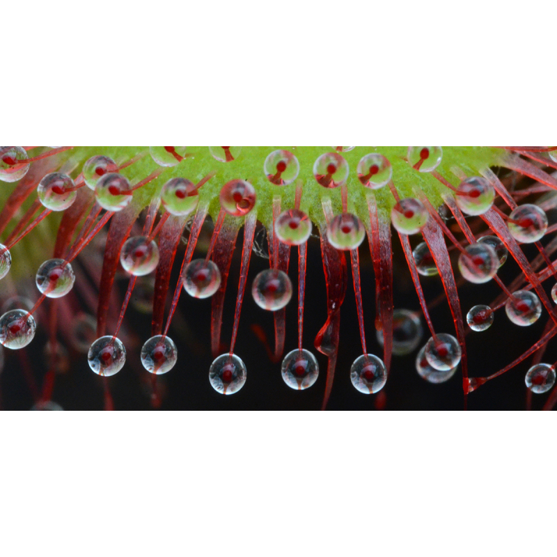 lot drosera tubereux-Ventes flash/Enchères