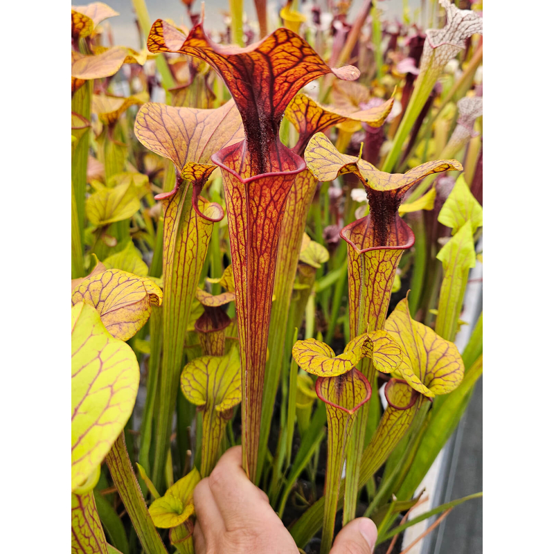 Sarracenia flava var. ornata -- haevy veined Potterton  x S. flava var. cuprea -- heavy veined-Miscellaneous