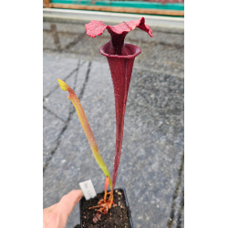 Sarracenia 'Best black sister'-Hybrides Cédric Carnivore's