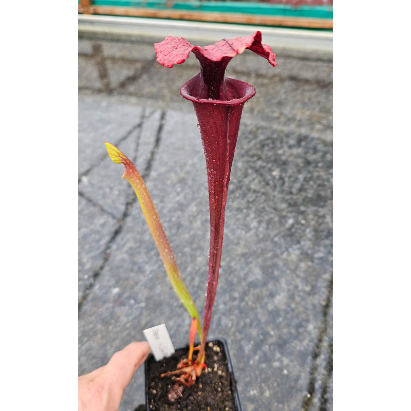 Sarracenia 'Best black sister'-Hybrides Cédric Carnivore's