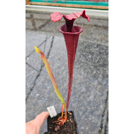 Sarracenia 'Best black sister'