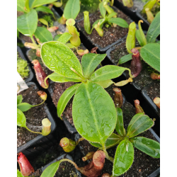 Nepenthes glandulifera x (rajah x mira)-Nepenthes highland