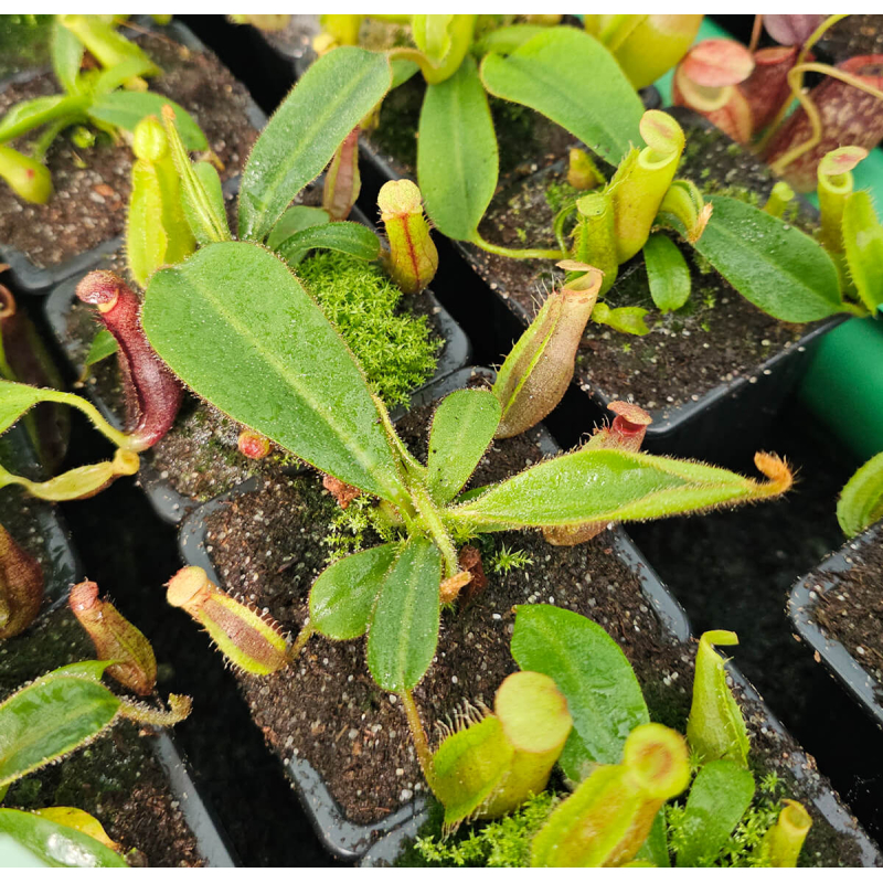 (Nepenthes veitchii x mira) yellow clone x veitchii pink-Nepenthes highland