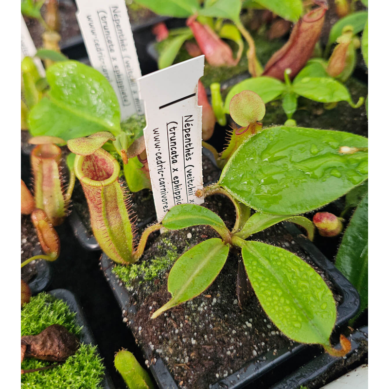 (Nepenthes veitchii x mira) yellow clone x (truncata x ephippiata)-Nepenthes highland