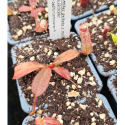 Nepenthes maxima x ‘trusmadiensis’ clones sélectionnés: BE-3709-Nepenthes highland