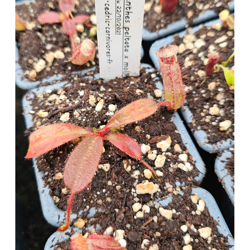 Nepenthes peltata x mollis-Nepenthes highland