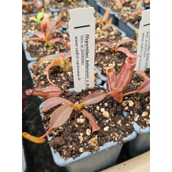 Nepenthes talangensis x hamata: BE-4003-Nepenthes highland