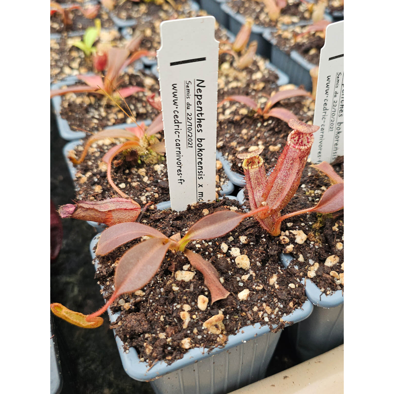 Nepenthes bokorensis x mollis-Nepenthes highland