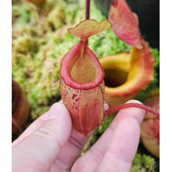 Nepenthes bokorensis x veitchii pink-Nepenthes d'altitude