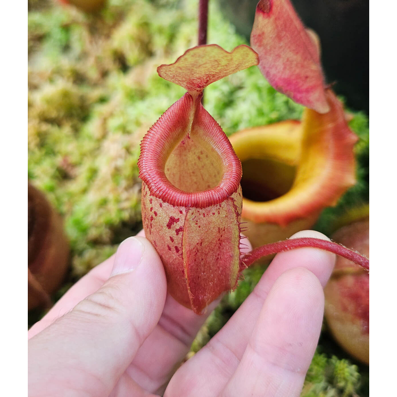 (Nepenthes veitchii x mira) yellow clone x flava-Nepenthes d'altitude