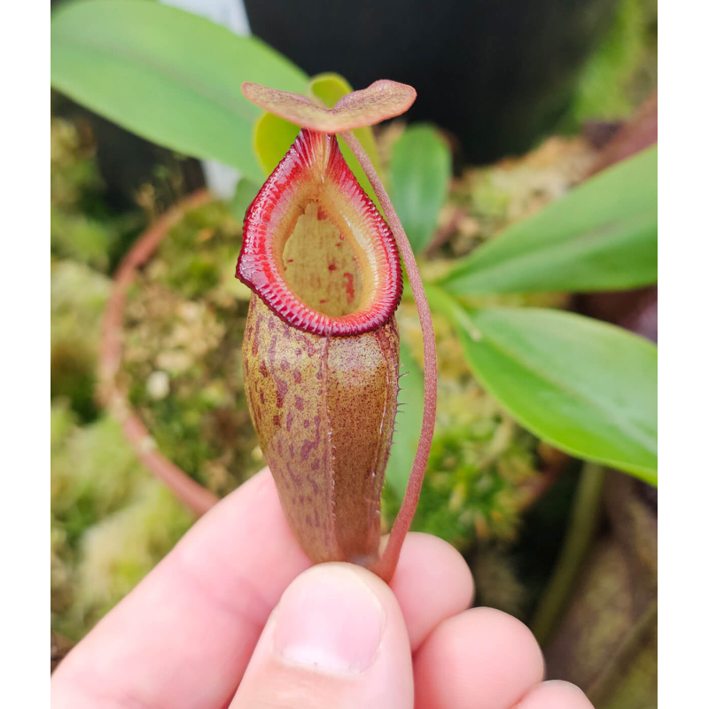 (Nepenthes veitchii x mira) yellow clone x inermis-Nepenthes highland