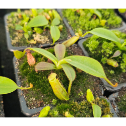 Nepenthes (veitchii x lowii) x (burbidgeae x edwardsiana): BE-3980-Nepenthes highland